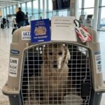 How to Move Your Pets from the UAE to Europe | Expert Guide How to Move Your Pets from the UAE to Europe | Expert Guide